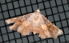 Esthlodora versicolor