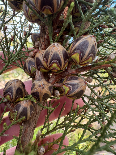 swamp cypress (Callitris pyramidalis)