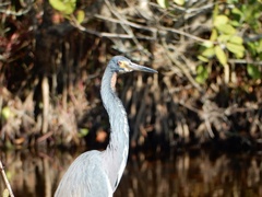 Egretta tricolor image