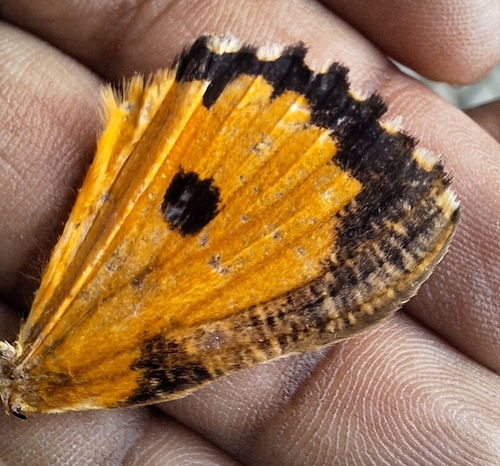 Dot-underwing Moth