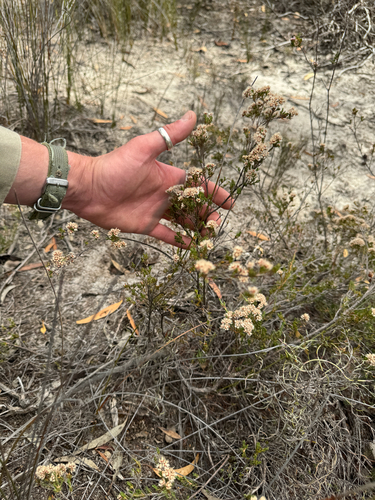 Verticordia densiflora, photograph 6