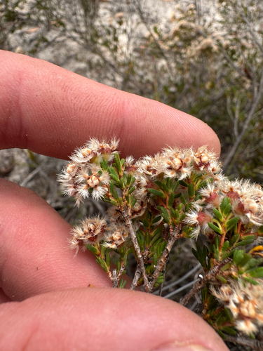 Verticordia densiflora, photograph 5