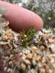 (c) Tyler Anthony, some rights reserved (CC BY) Verticordia densiflora, photograph (c) Tyler Anthony, some rights reserved (CC BY)