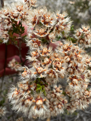 (c) Tyler Anthony, some rights reserved (CC BY) Verticordia densiflora, photograph (c) Tyler Anthony, some rights reserved (CC BY)