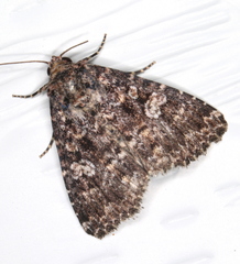 Condica aroana
