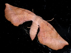 Parepisparis excusata