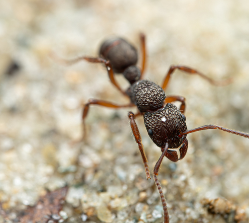 Rhytidoponera inopsRhytidoponera inops