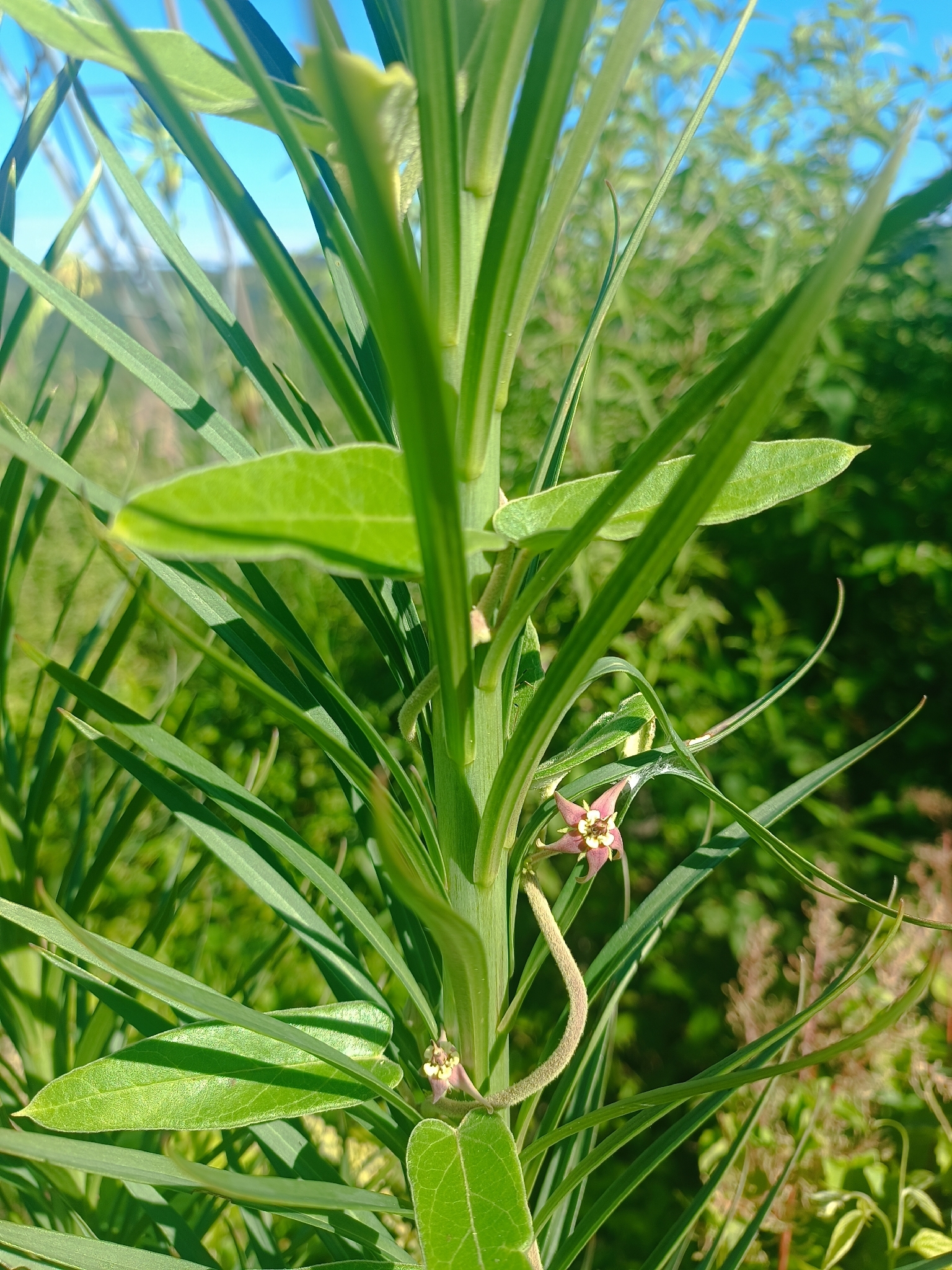Oxypetalum pannosum