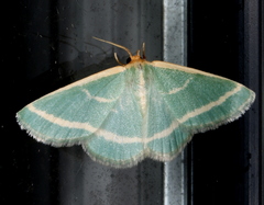 Mixocera latilineata