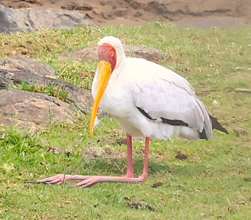 iNaturalist: (c) Steve Mayo, some rights reserved (CC BY-NC), uploaded by Steve Mayo iNaturalist image