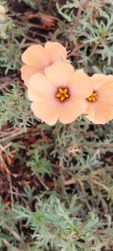 Turnera sidoides, photograph 4