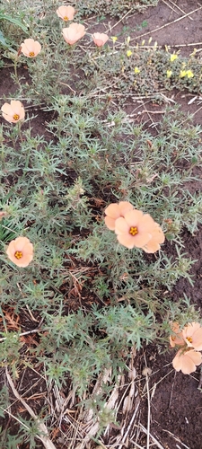 Turnera sidoides, photograph 5