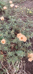 Turnera sidoides, photograph (c) Lauu, some rights reserved (CC BY)