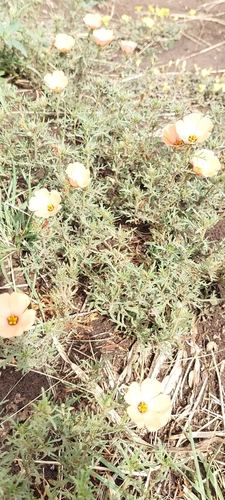 Turnera sidoides, photograph 6
