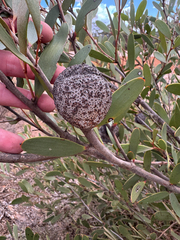 Hakea pandanicarpa, photograph (c) Tyler Anthony, some rights reserved (CC BY)