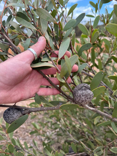 Hakea pandanicarpa, photograph 6