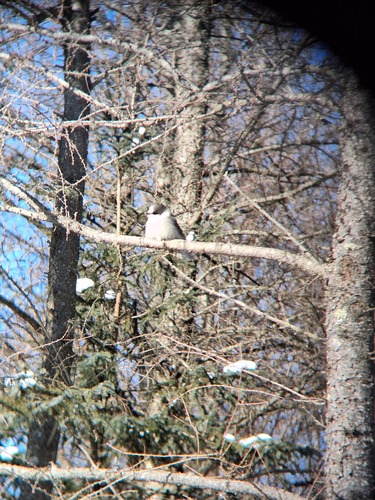Canada Jay (Perisoreus canadensis), photo 2