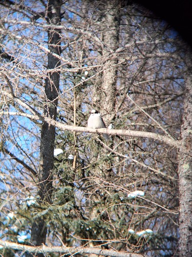 Canada Jay (Perisoreus canadensis), photo 3