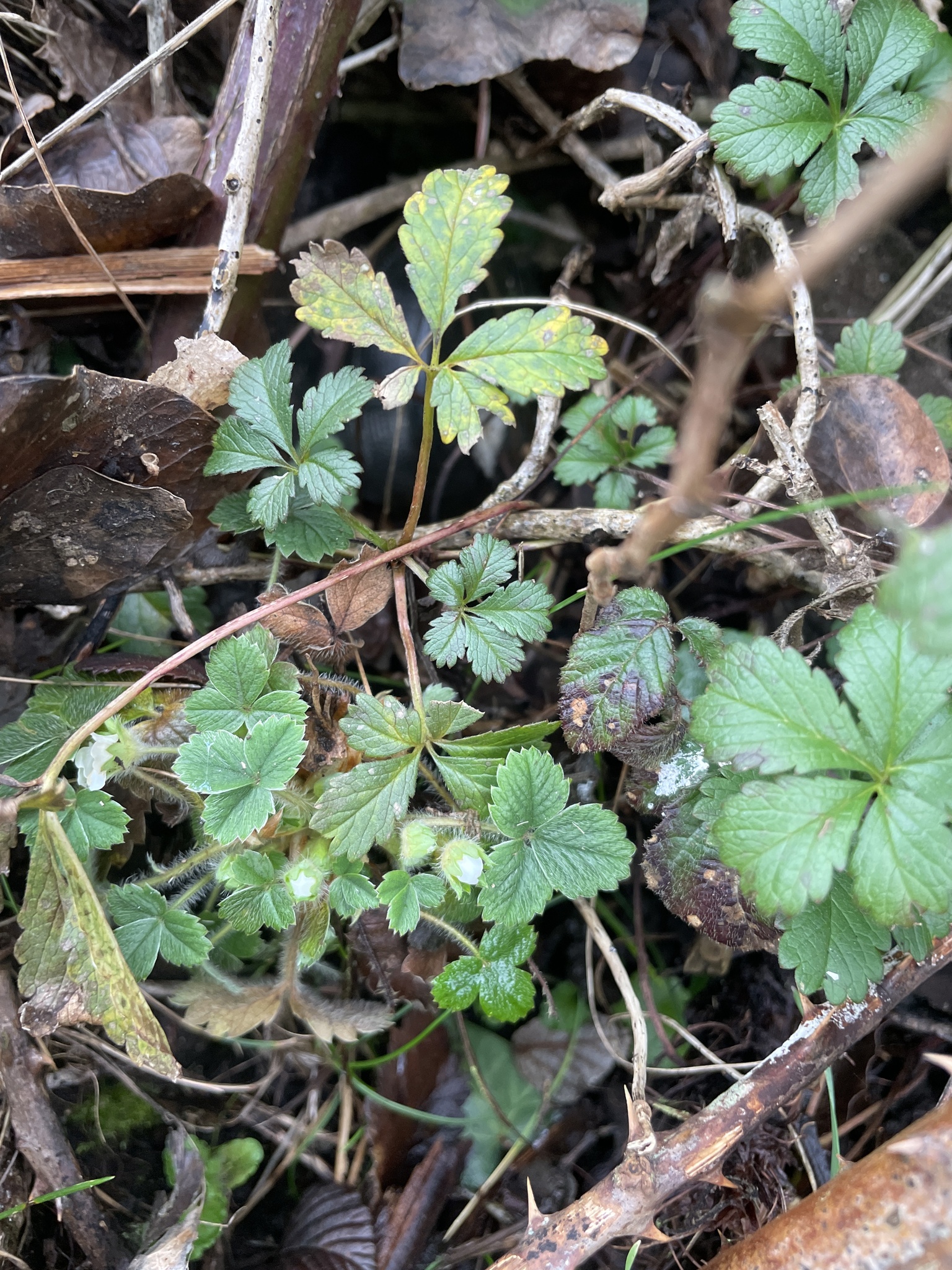 Imagem de Potentilla sterilis