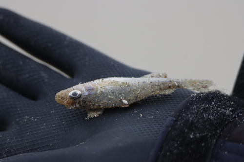 Ruffe, Texel, Nederland, photo 9 of 10