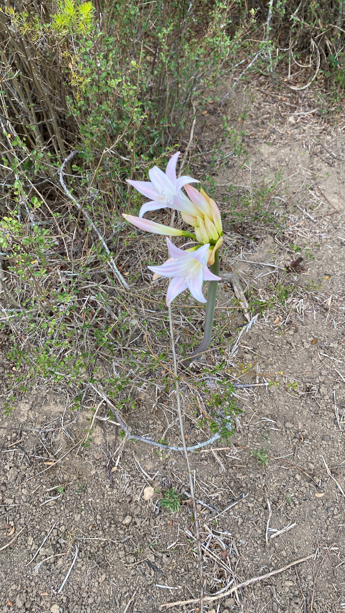 Belladonna lily