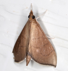 Lamprophaia albifimbrialis