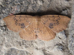 Hyposada brunnea