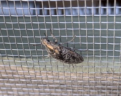 Pechalius dentiger