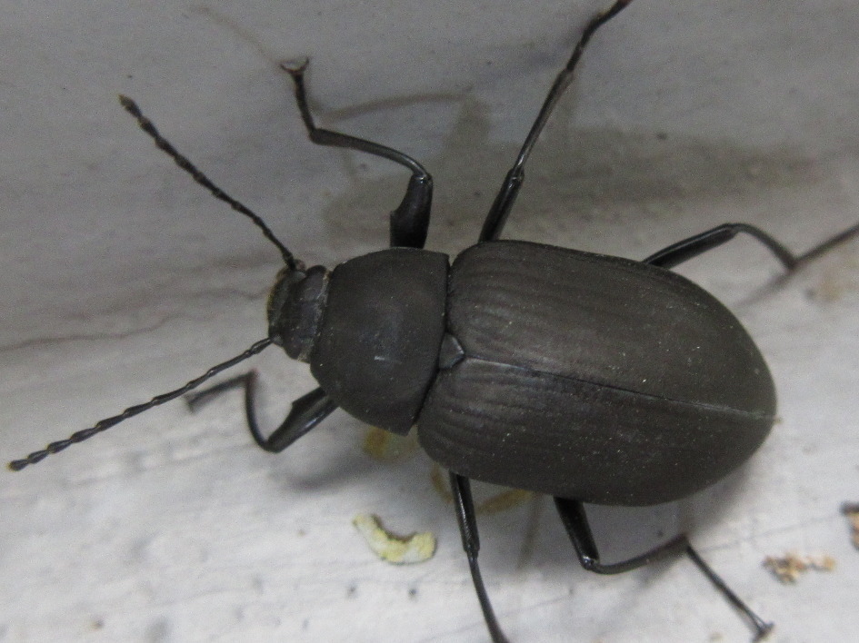 Plesiophthalmus davidis