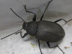 Plesiophthalmus davidis