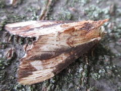 Hexafrenum leucodera