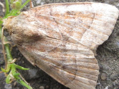 Cosmia trapezina