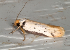 Philobota thiocrossa