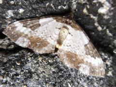 Melanthia procellata