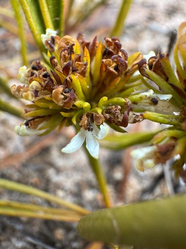 Anthotium humile (Anthotium humile)