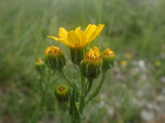 Senecio ruthenensis