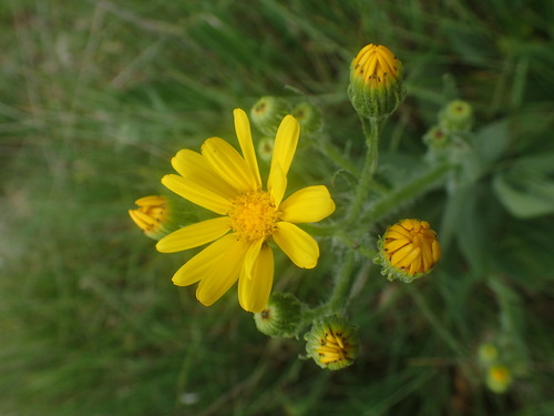 Roetheens kruiskruid (Senecio ruthenensis)