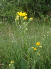 Senecio ruthenensis