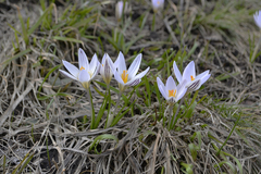 Crocus reticulatus