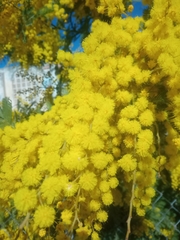 Acacia dealbata dealbata