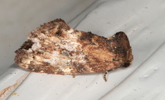 Elusa