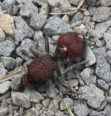 Ephutomorpha ferruginata