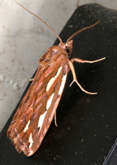 Meyrickella torquesauria