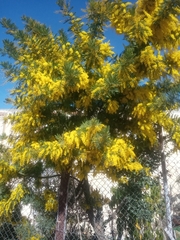 Acacia dealbata dealbata