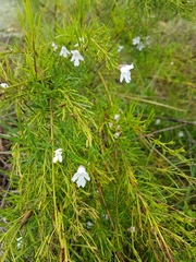 Prostanthera nivea