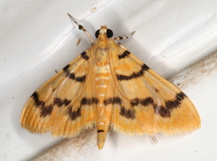 Dichocrocis clytusalis