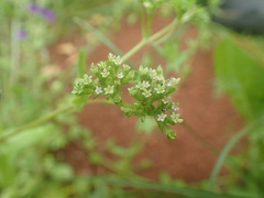 Valerianella eriocarpa
