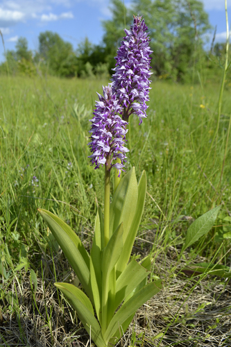 Military Orchid