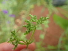 Valerianella eriocarpa