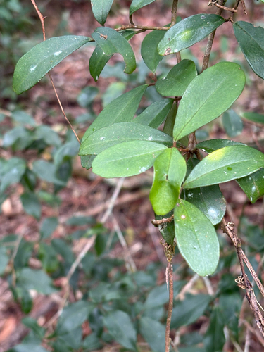 Twig-hanging Embelia (Embelia laeta)